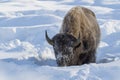 American Bison in snow, close up Royalty Free Stock Photo