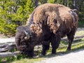 American Bison Bison bison feeding grass