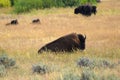 American bison(Bison bison) Sitting at the prairie. Some other bison at the background at the Yellowstone National Park Royalty Free Stock Photo