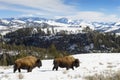 American Bison walking in landscape