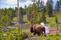American bison bison bison wandering near an active geyser