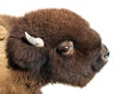 American bison buffalo