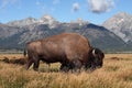 American Bison (Buffalo)