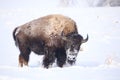 Wild American Bison covered in snow vertical portrait Royalty Free Stock Photo