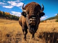 American Bison Buffalo Bull in Custer Park