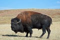 American Bison Buffalo Bull in Custer State Park Royalty Free Stock Photo