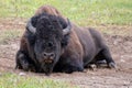 American Bison Buffalo bull laying down in Hayden Valley in Yellowstone National Park USA Royalty Free Stock Photo