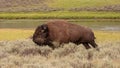 American Bison Buffalo bull running during the rut in Hayden Valley in Yellowstone National Park USA Royalty Free Stock Photo