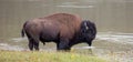 American Bison Buffalo bull standing in water in Yellowstone National Park USA Royalty Free Stock Photo