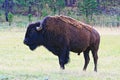 American Bison Buffalo Bull in Wind Cave National Park Royalty Free Stock Photo