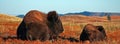 American Bison Buffalo Cow with calf in Wind Cave National Park Royalty Free Stock Photo