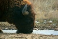 American Bison Buffalo Drinking from a Pool of Frozen Water in t Royalty Free Stock Photo