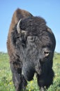 American bison buffalo face yellowstone national park