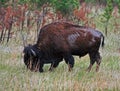 American Bison Buffalo grazing in Custer State Park Royalty Free Stock Photo
