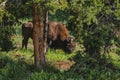 An American bison or buffalo grazing in the wild in Yellowstone National Park Royalty Free Stock Photo