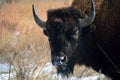 American Bison Buffalo with Horns Eating Snow on the Prairie