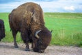 American Bison Buffalo licking the ground during the day by a meadow