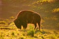 American Bison, Buffalo, Montana Royalty Free Stock Photo