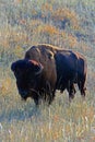 American Bison Buffalo Mudface Bull in Wind Cave National Park Royalty Free Stock Photo
