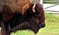 American Bison, Buffalo, Oklahoma City Zoo Royalty Free Stock Photo