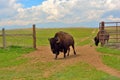 American Bison Buffalo at an Open Fence Gate