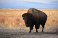 American Bison Buffalo on the Prairie Royalty Free Stock Photo
