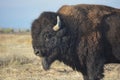 American Bison Buffalo on the Prairie Royalty Free Stock Photo