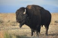 American Bison Buffalo in Profile on the Prairie Royalty Free Stock Photo