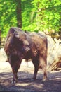 American Bison, buffalo, profile standing in tall grass prairie with light fog in background Royalty Free Stock Photo