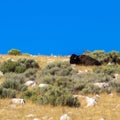 An American Bison rests atop a hill in Antelope Island State Park in Utah Royalty Free Stock Photo