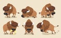 American Bison Buffalo Set