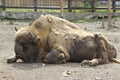 The American Bison Buffalo side profile Royalty Free Stock Photo