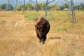 American Bison Buffalo on an Urban Wildlife Preserve