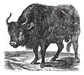 The American bison or American buffalo. Vintage engraving