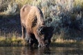 American Bison, Buffalo, Yellowstone National Park,USA Royalty Free Stock Photo