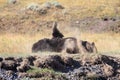 American Bison, Buffalo, Yellowstone National Park,USA Royalty Free Stock Photo