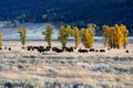 American Bison, Buffalo, Yellowstone National Park,USA Royalty Free Stock Photo