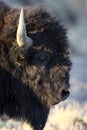 American Bison, Buffalo, Yellowstone National Park,USA Royalty Free Stock Photo