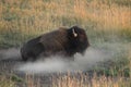 American Bison, Buffalo, Yellowstone National Park,USA Royalty Free Stock Photo