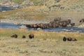 American Bison, Buffalo, Yellowstone National Park,USA Royalty Free Stock Photo