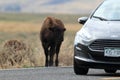 American Bison, Buffalo, Yellowstone National Park,USA