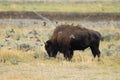 American Bison, Buffalo, Yellowstone National Park,USA Royalty Free Stock Photo