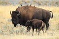 American Bison, Buffalo, Yellowstone National Park,USA Royalty Free Stock Photo