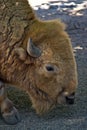 American bison buffalo in the zoo Royalty Free Stock Photo