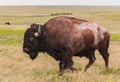 American Bison Bull (Bison bison) Walks By Royalty Free Stock Photo