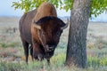 American Bison Bull - Genetically Pure Specimen Royalty Free Stock Photo