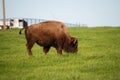 American Bison bull grazing on the green grass in a pasture Royalty Free Stock Photo