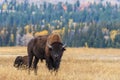 Bull Bison Rutting in Autumn