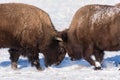 American Bison Bulls Butting Heads in the Snow Royalty Free Stock Photo