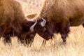 American Bison butting heads Royalty Free Stock Photo
